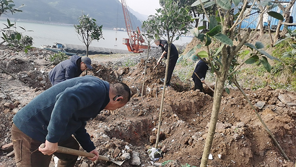 6600eb9b2b603.jpg 云陽植樹2.jpg